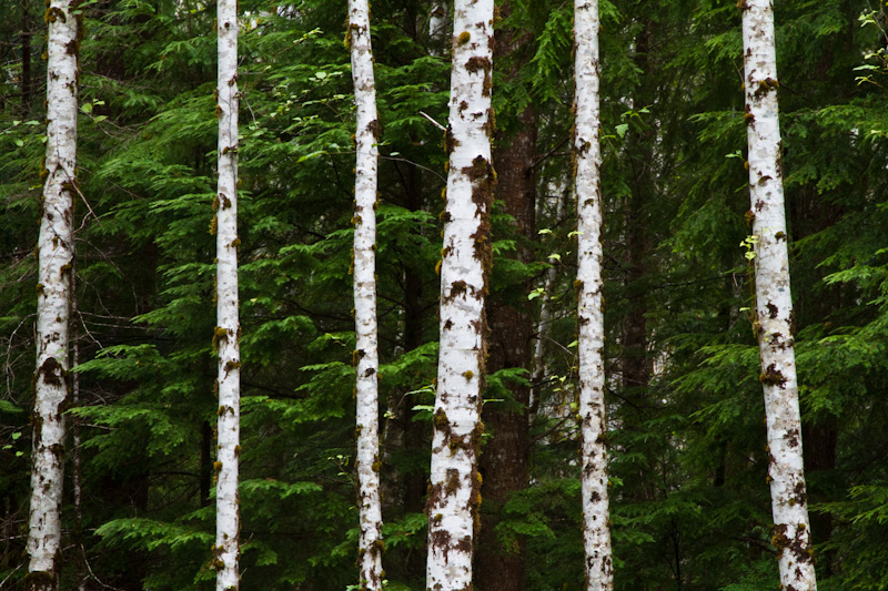 Red Alder Trunks