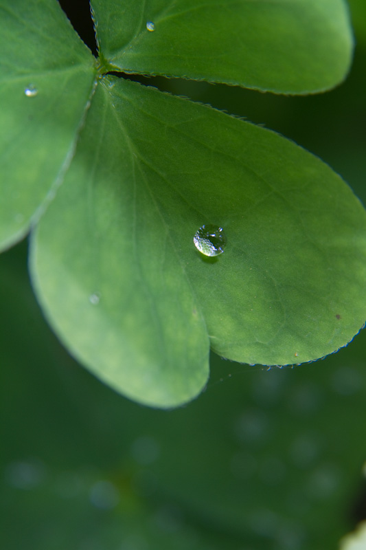 Raindrop On Leaf