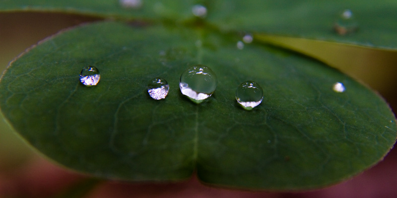 Raindrops On Leaf