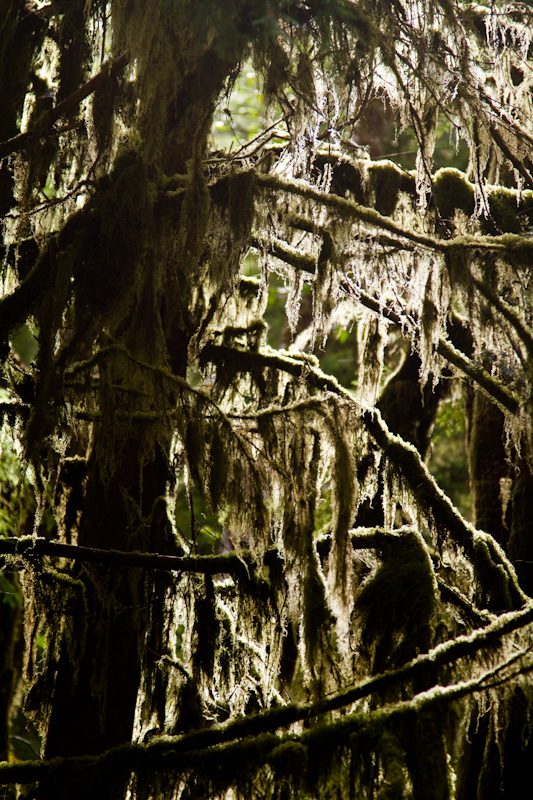 Moss Covered Tree