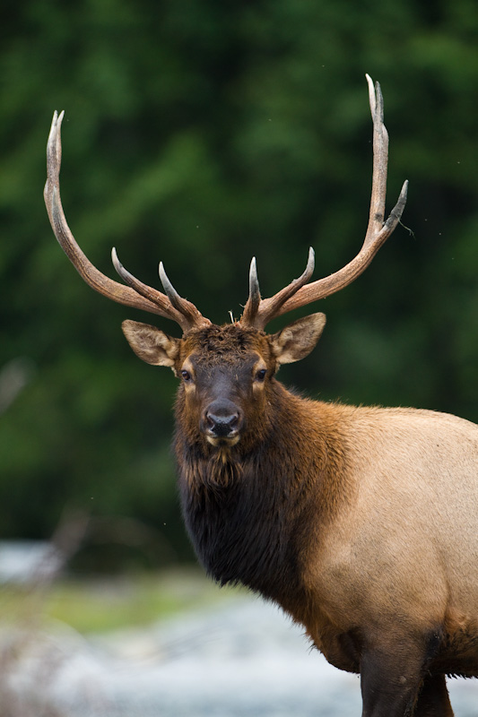 Elk