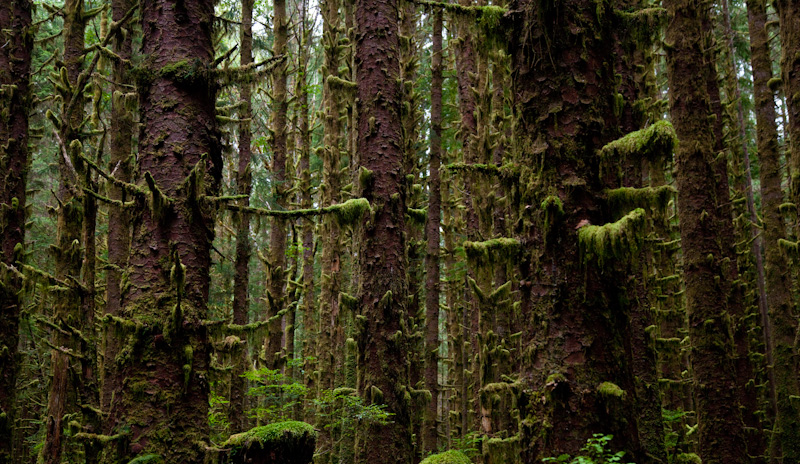 The Hoh Rainforest