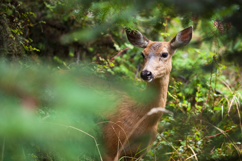 Mule Deer