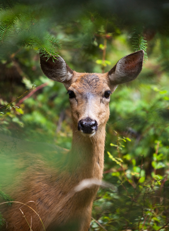 Mule Deer