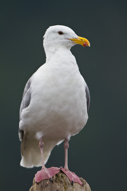 Gull