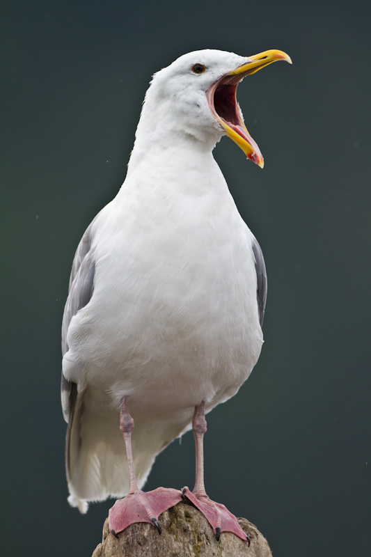 Gull