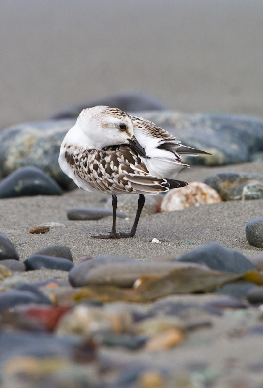 Sanderling