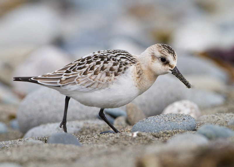 Sanderling