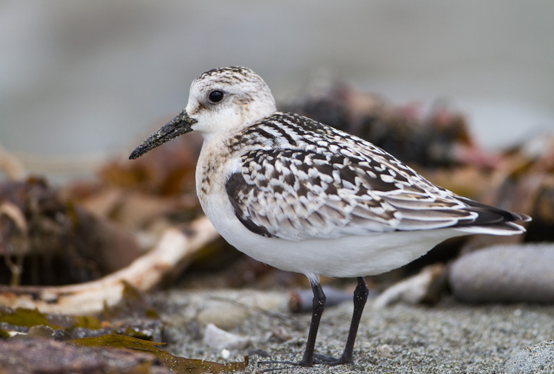 Sanderling