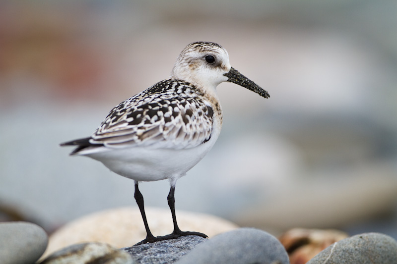 Sanderling