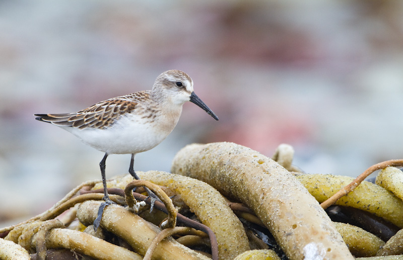 Sanderling