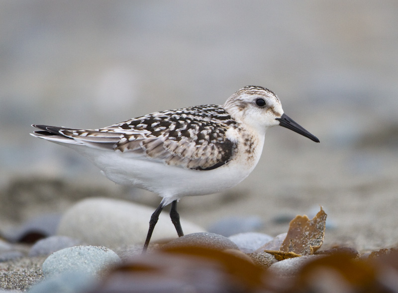 Sanderling