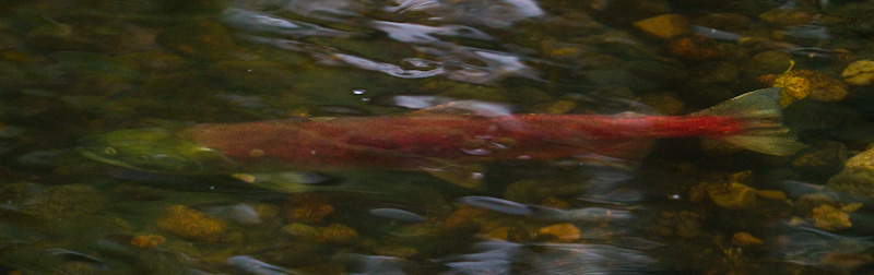 Salmon