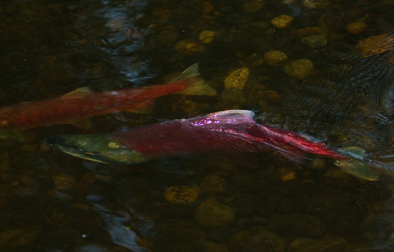 Salmon