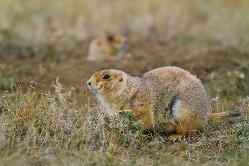 Black-Tailed Prarie Dog