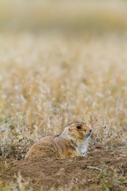 Black-Tailed Prarie Dog