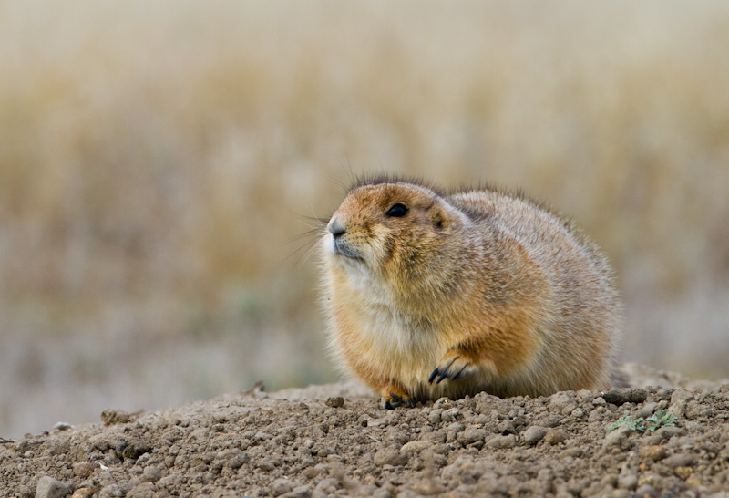 Black-Tailed Prarie Dog