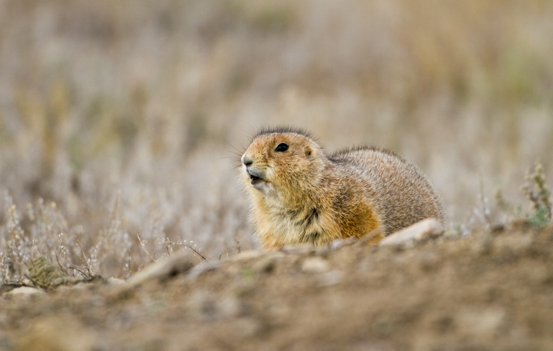 Black-Tailed Prarie Dog