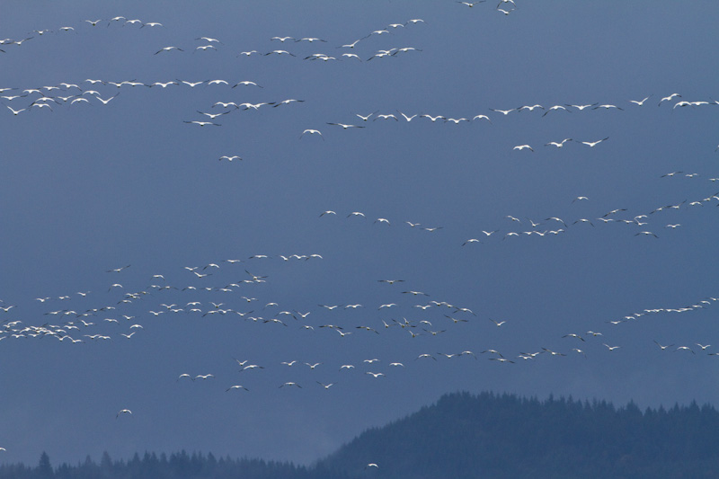 Snow Geese In Flight