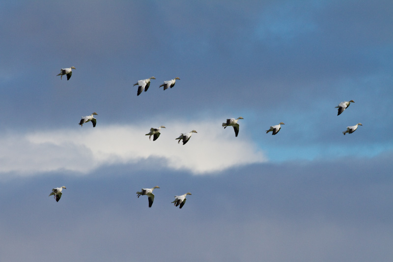 Snow Geese In Flight