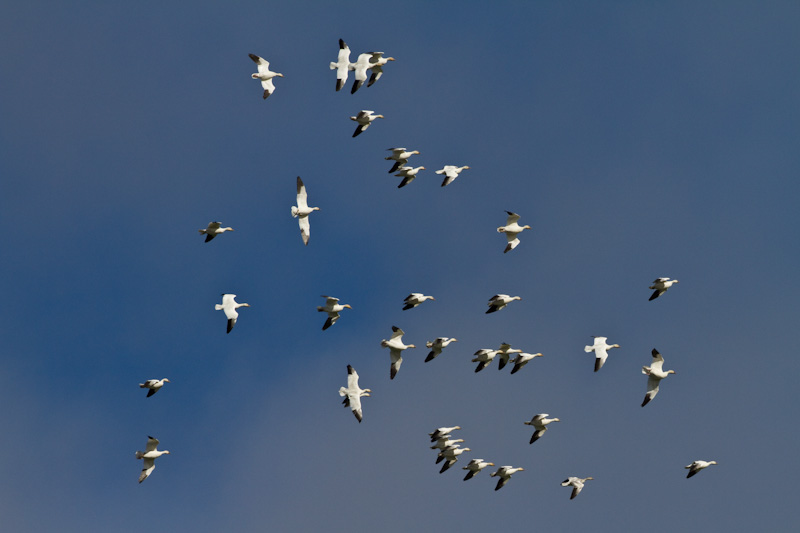 Snow Geese In Flight