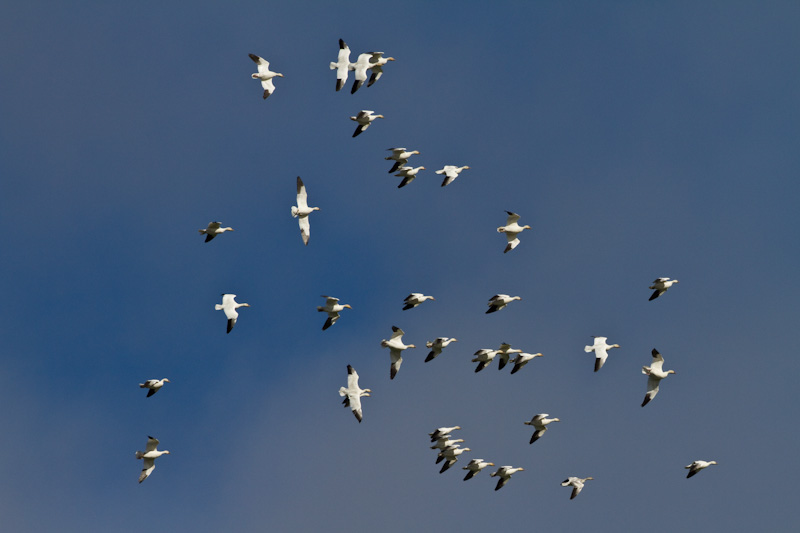 Snow Geese In Flight