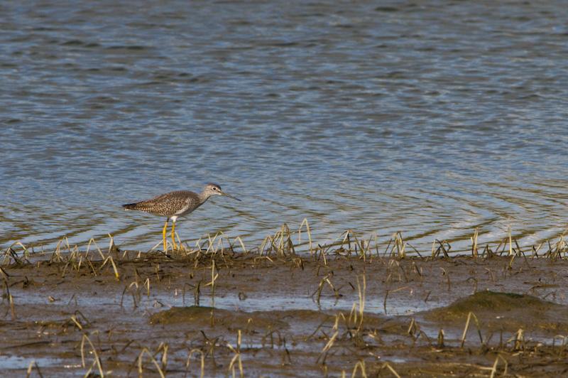 Greater Yellowlegs