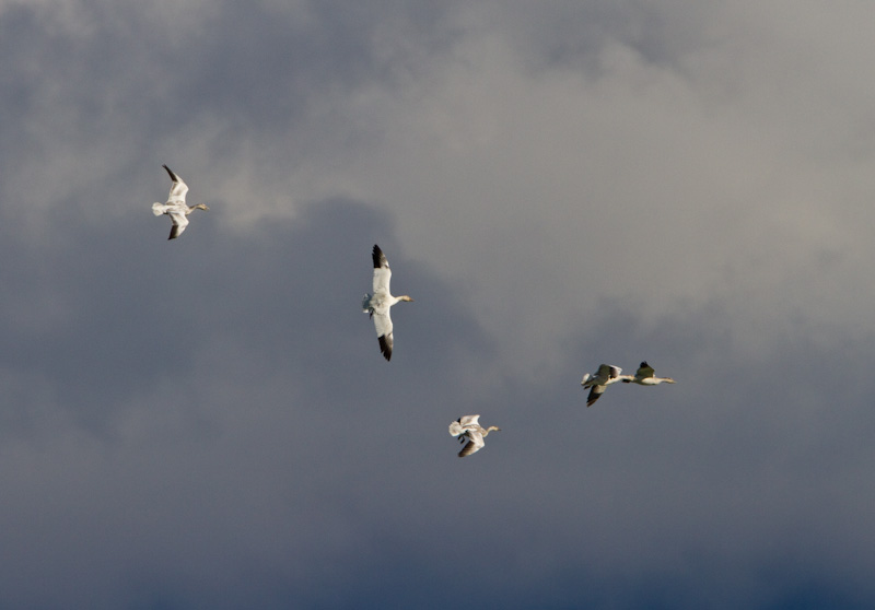 Snow Geese In Flight