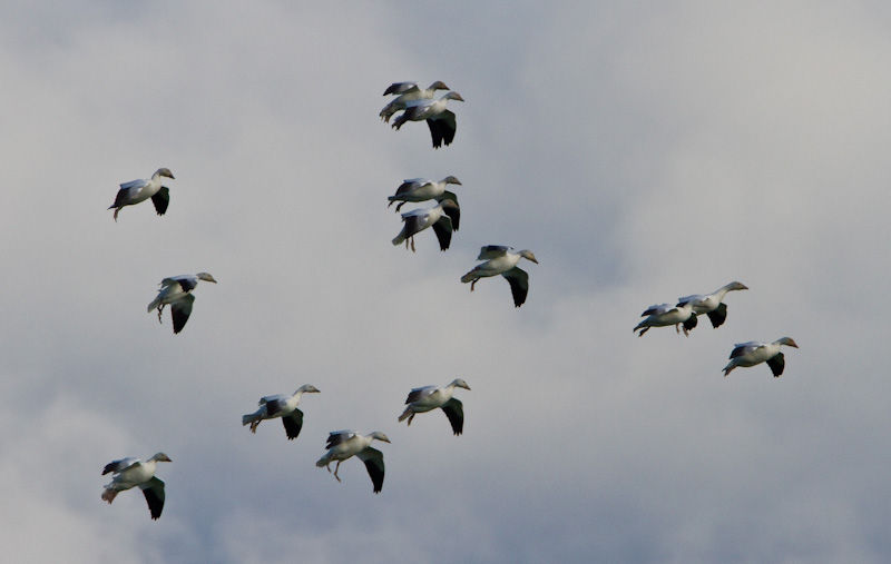 Snow Geese In Flight