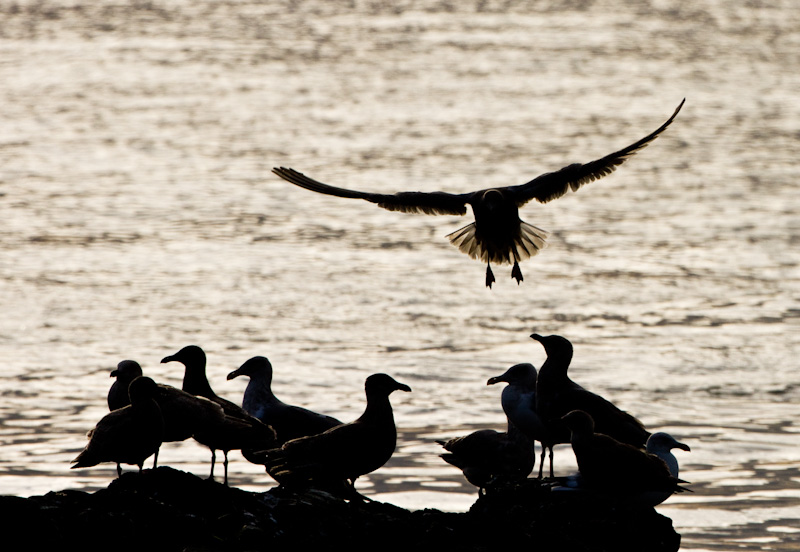 Gull Landing On Rock