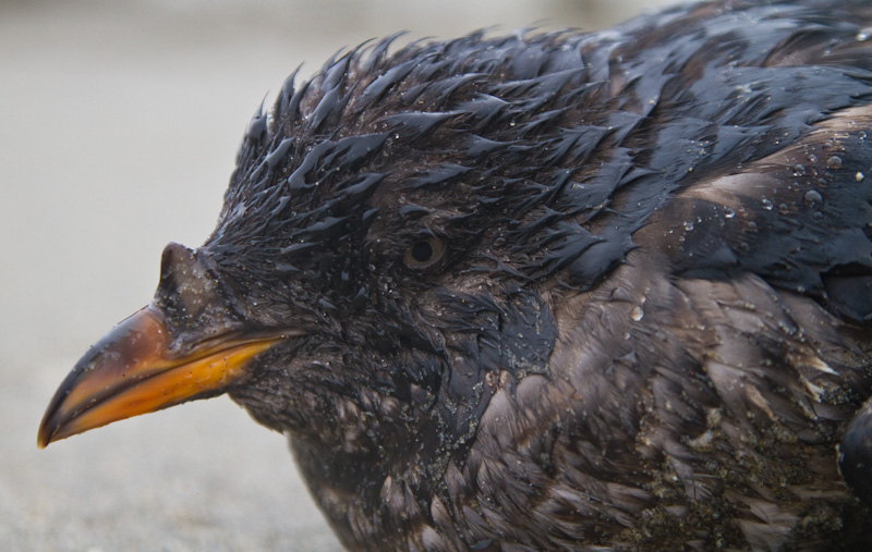 Oil Covered Rhinoceros Auklet