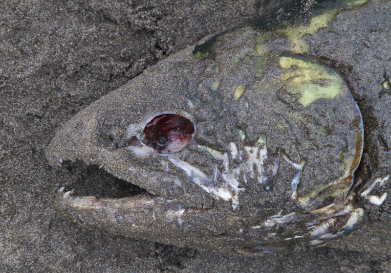 Decomposing Salmon