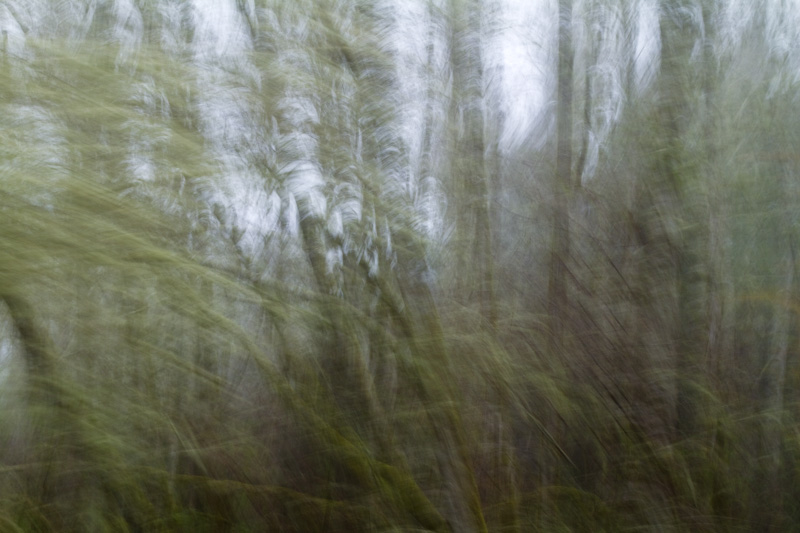 Blurred Trees