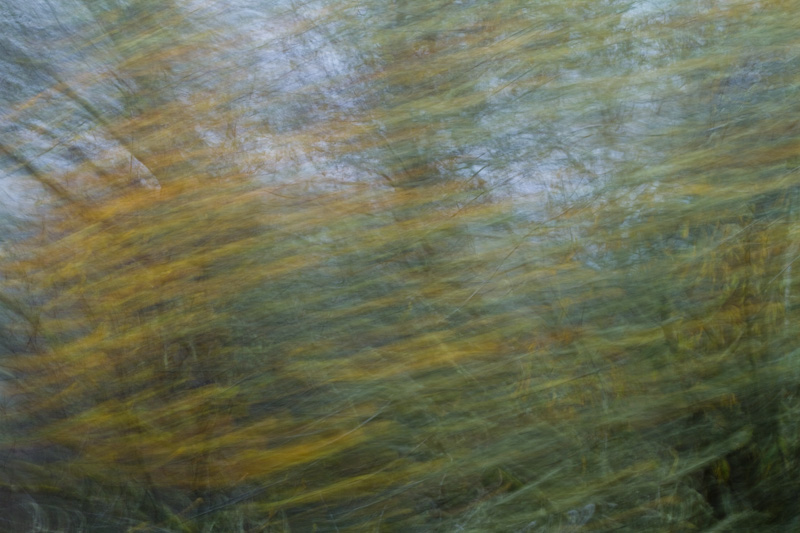 Blurred Trees