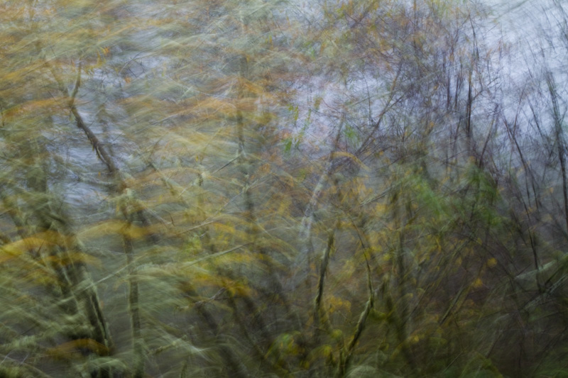 Blurred Trees