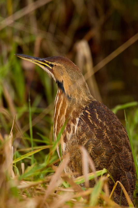 American Bittern