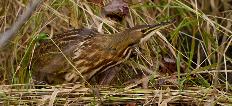 American Bittern