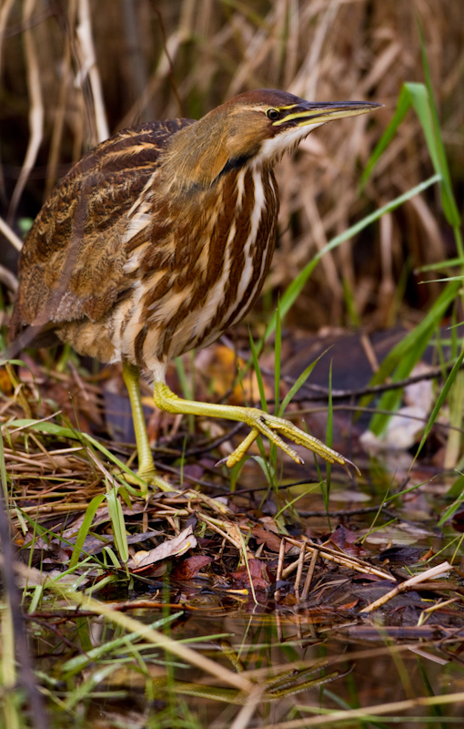 American Bittern