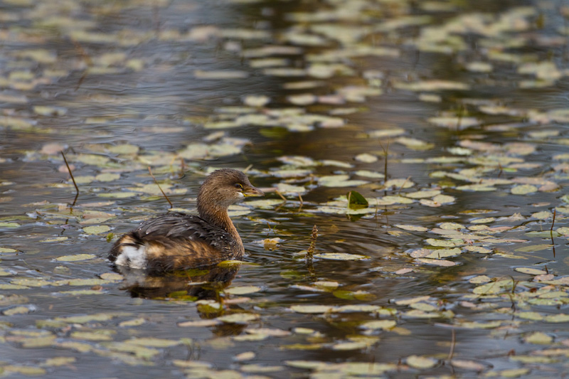 Pied-Billed Grebe