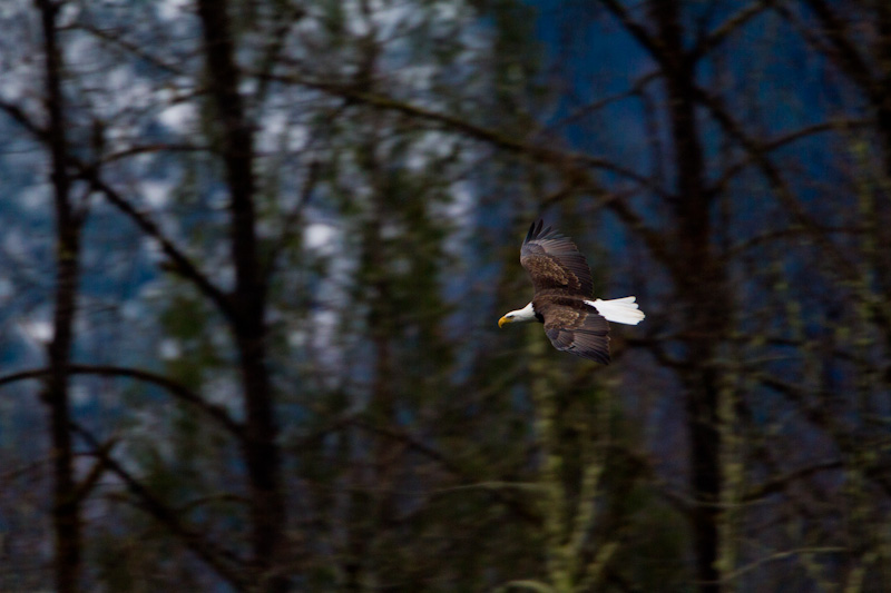 Bald Eagle In Flight