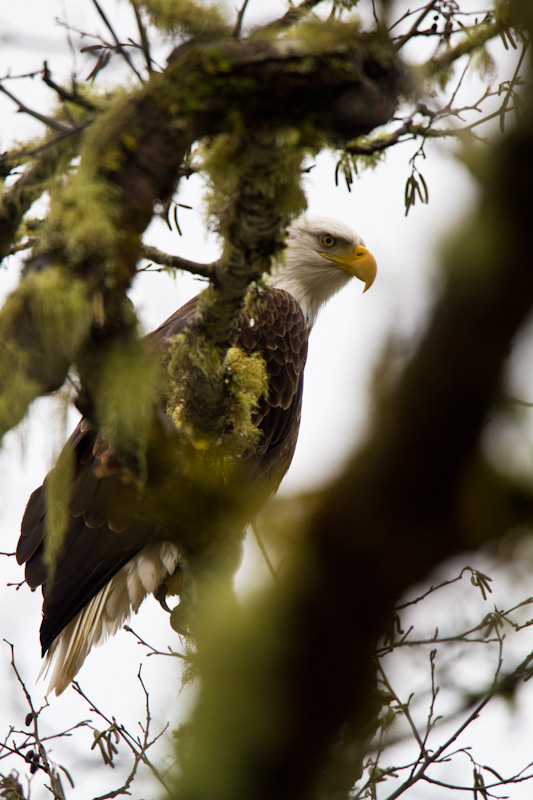 Bald Eagle In Tree