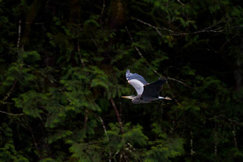 Great Blue Heron In Flight