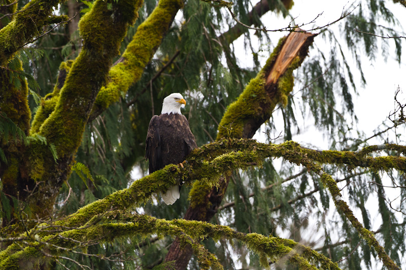 Bald Eagle In Tree