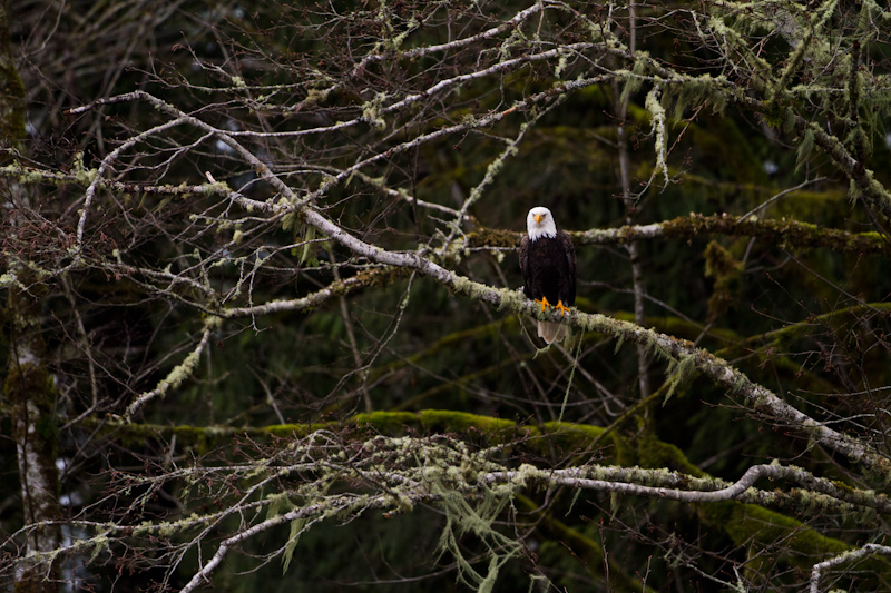 Bald Eagle In Tree