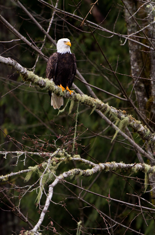 Bald Eagle In Tree