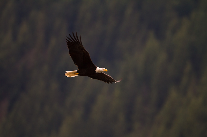 Bald Eagle In Flight