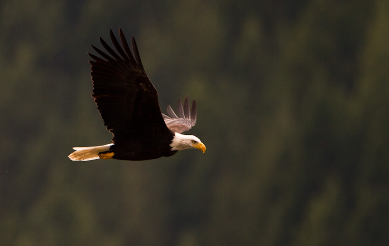 Bald Eagle In Flight