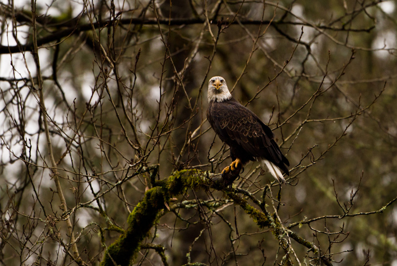 Bald Eagle In Tree