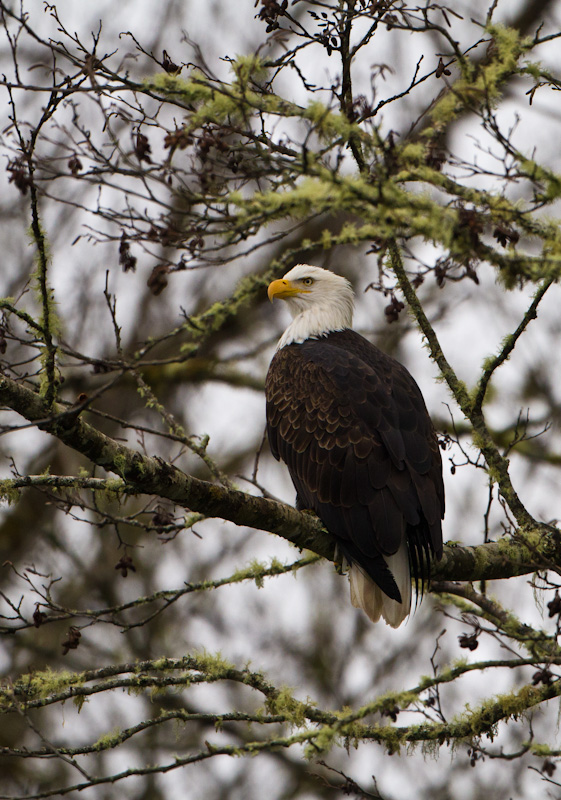 Bald Eagle In Tree