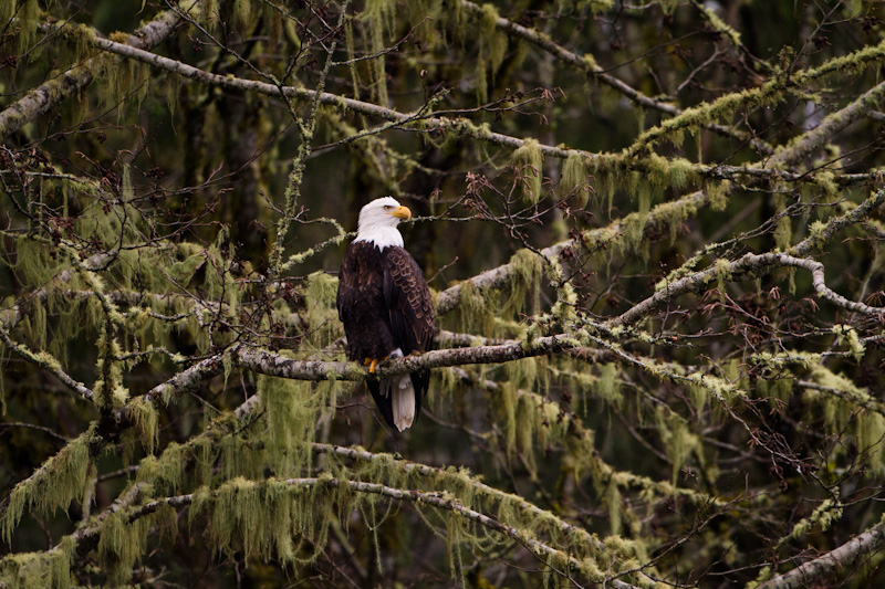 Bald Eagle In Tree